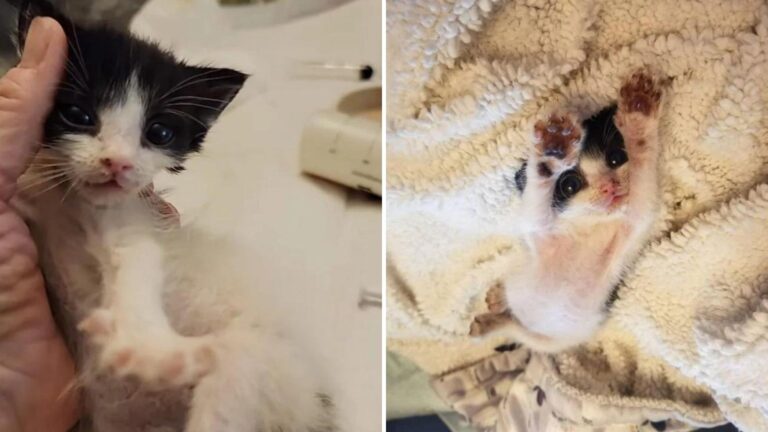 Florida Woman Rescues A Sick Kitten And Gives Him The Chance To Finally Thrive