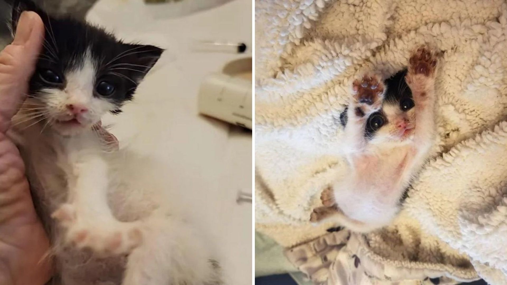 Florida Woman Rescues A Sick Kitten And Gives Him The Chance To Finally Thrive