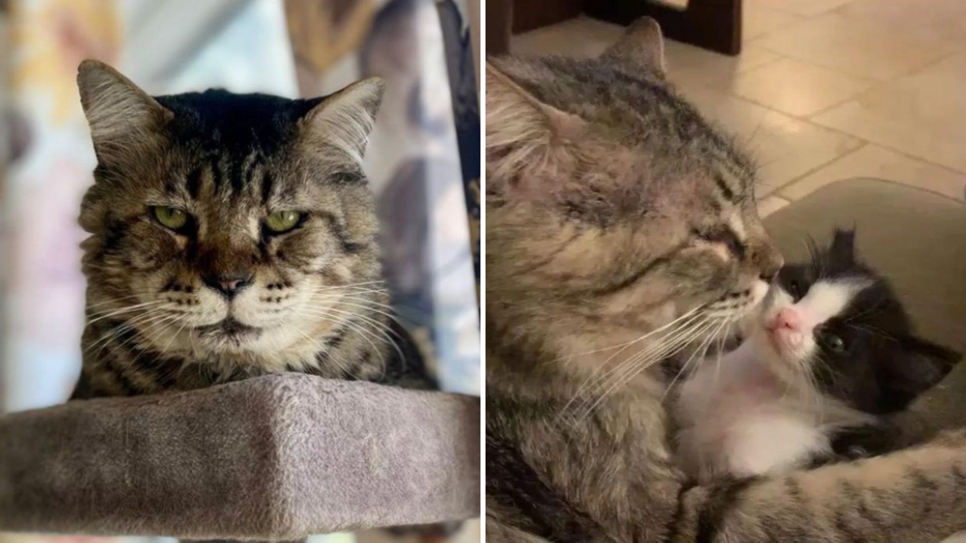 Formerly Homeless Florida Cat Discovers Purpose In The Sweetest Unexpected Way