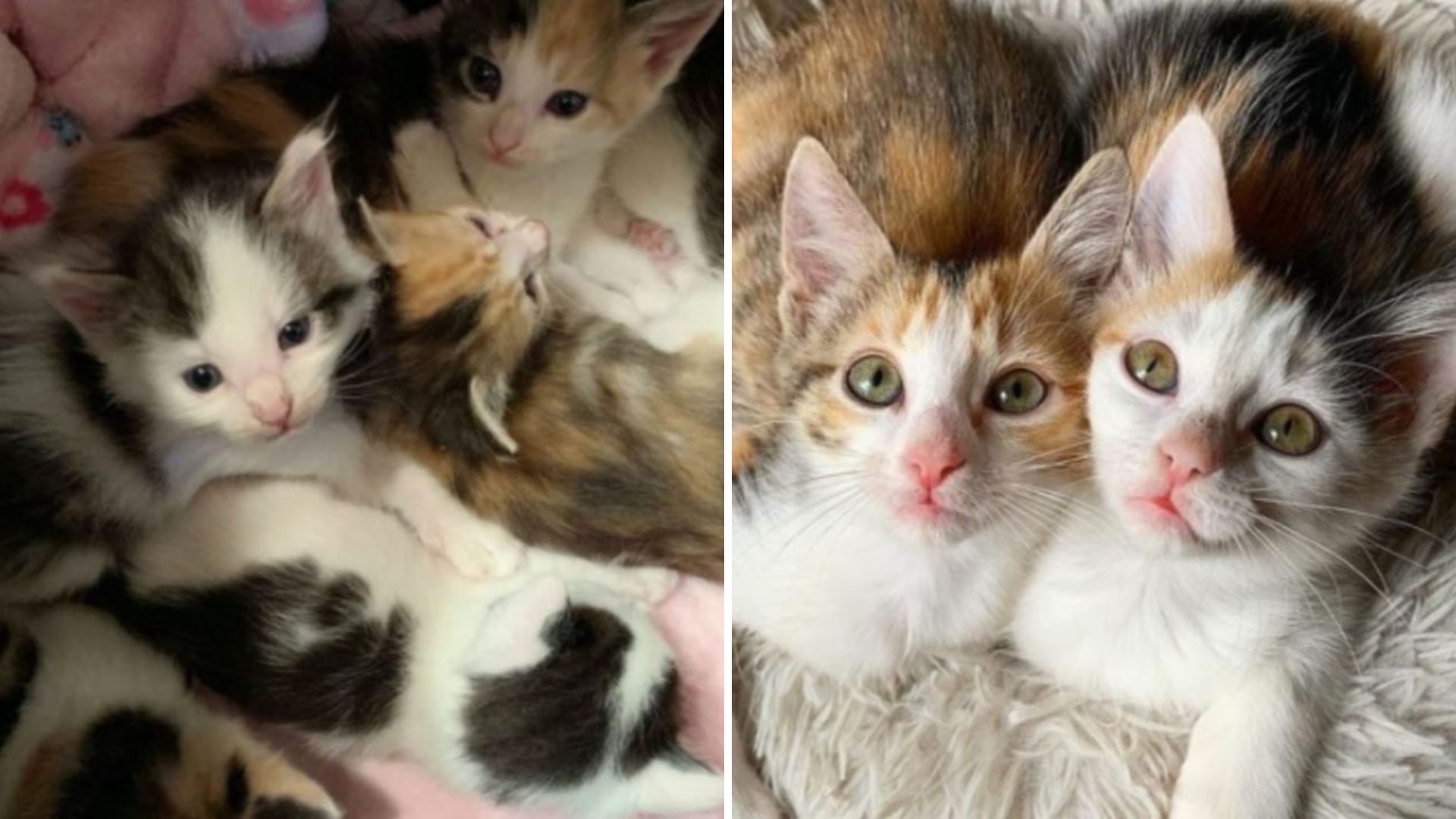 Four Tiny Kittens Fight To Survive After Being Abandoned In A North Carolina Lot