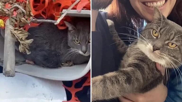 Frightened New York Cat Hiding In A Discarded Toilet Turned Out To Be The Sweetest Cat Ever