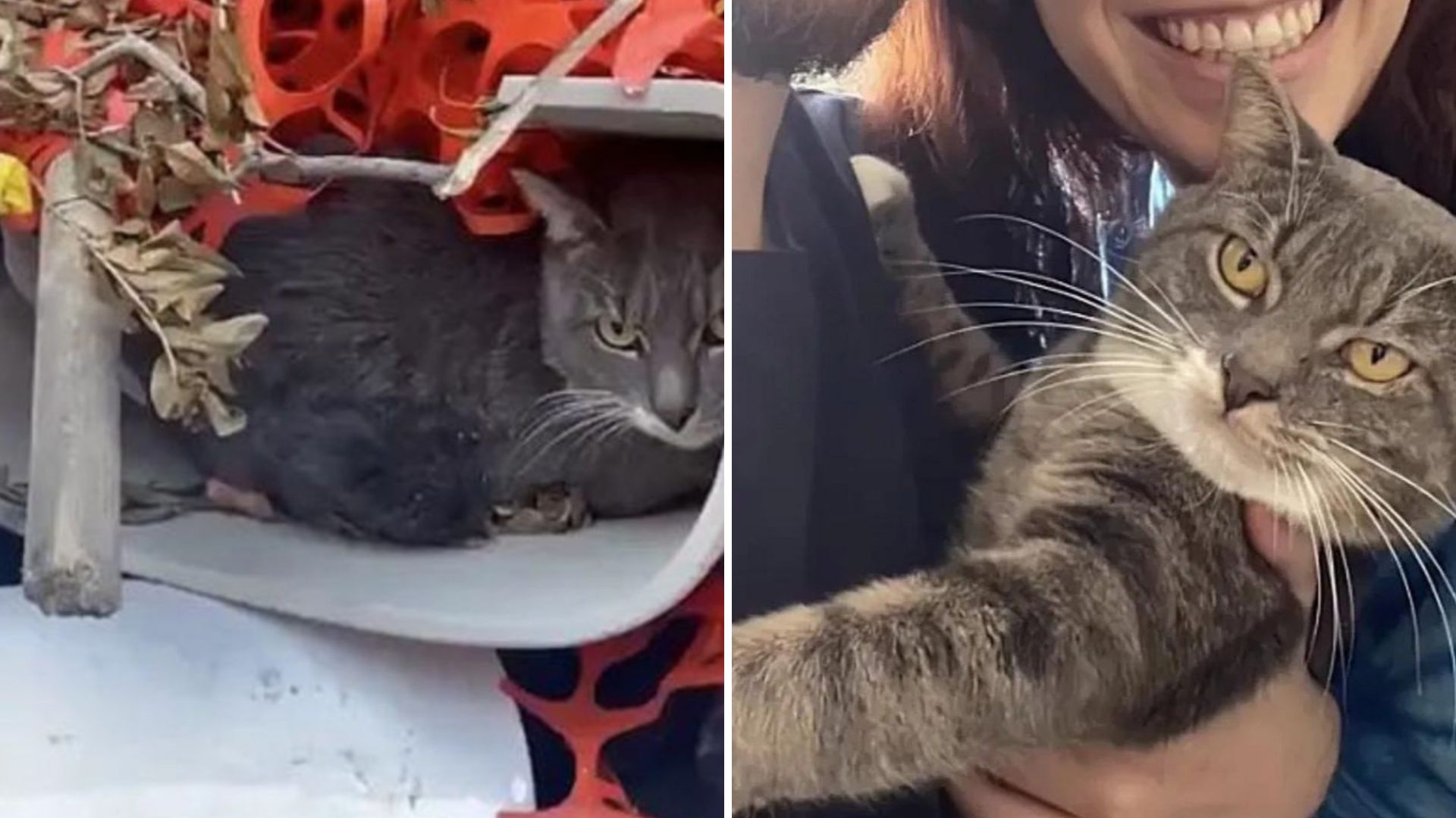 Frightened New York Cat Hiding In A Discarded Toilet Turned Out To Be The Sweetest Cat Ever