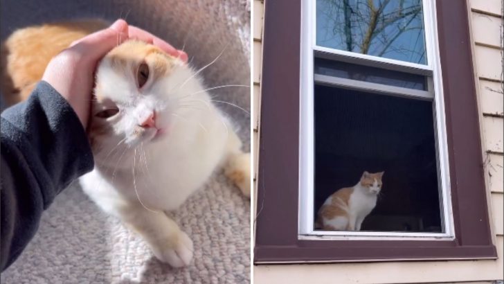 Frozen Kitten Found Clinging To Life Now Chirps Like A Bird In A Cozy Wisconsin Home