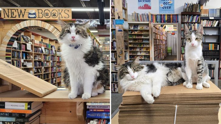 Furry Manager Of This Whimsical Pennsylvania Bookstore Will Help You Leave With More Than A Book