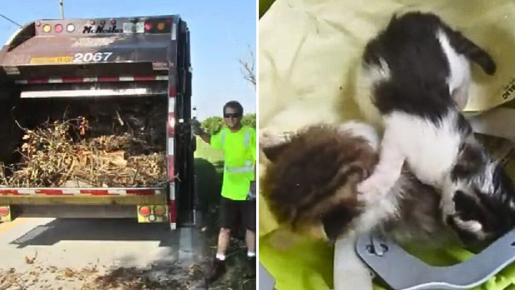 Garbage Collector Can’t Stand The Thought Of Leaving Kittens In Brush Pile, So He Rescues Them