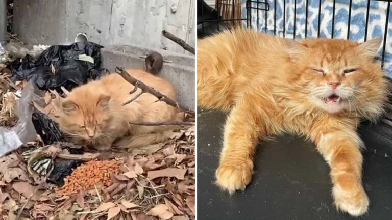 Ginger Cat Once Sleeping On Leaves In New York Streets Now Thrives Indoors