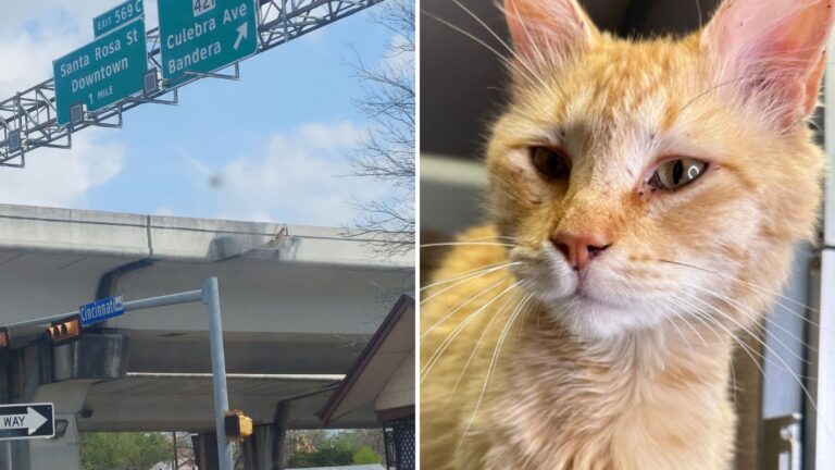 Heart-Stopping Rescue In San Antonio As Cat Is Found Stranded High Above A Highway Overpass