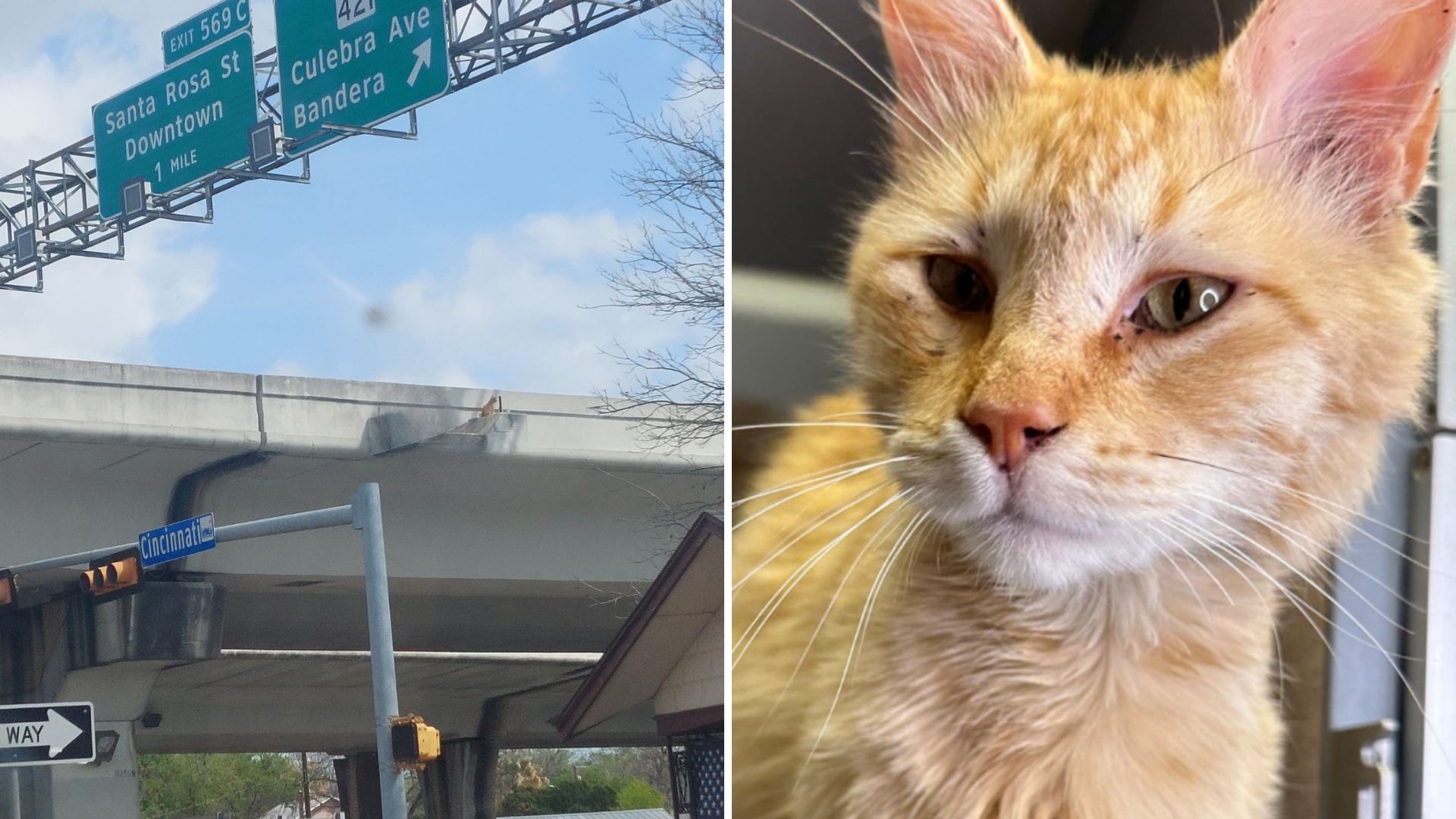 Heart-Stopping Rescue In San Antonio As Cat Is Found Stranded High Above A Highway Overpass
