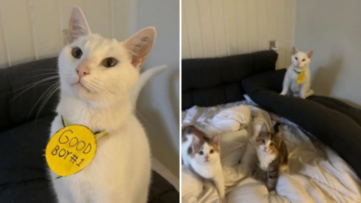 Heroic Cat Receives A Bravery Medal For Rescuing His New Siblings From Five Aggressive Cats