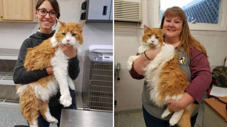 Hope Arrives Just In Time For Giant Maine Coon Cat Abandoned In Maryland