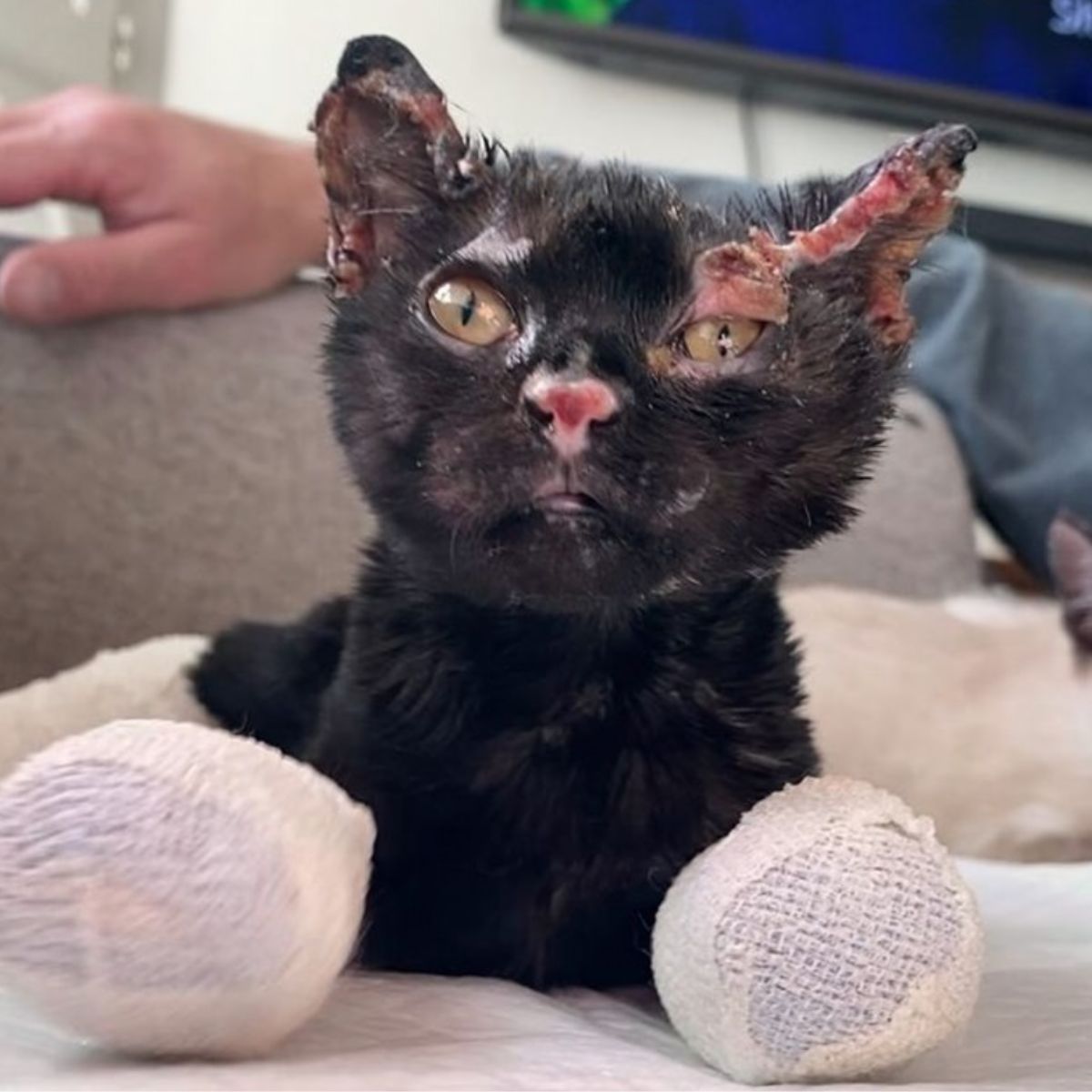 Injured cat looking up