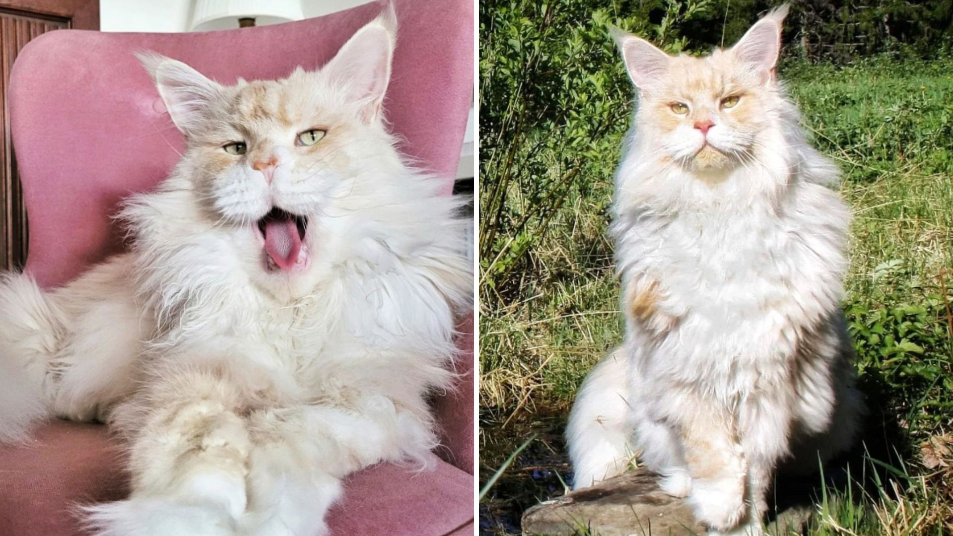 Internet Falls In Love With A Minnesota Maine Coon Cat That Looks Straight Out Of A Fairy Tale