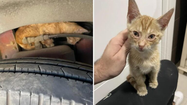 Kind Man In Texas Spends Hours Saving Frightened Kitten Stuck In Bus Engine