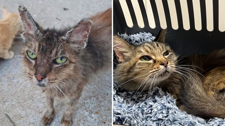 Kind Rescuers Took A Chance On A Shabby Stray Cat And Sparked A Miraculous Transformation