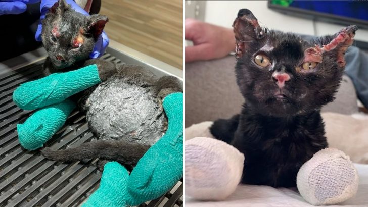 Kitten Pulled From Fire Endures Bad Burns, Loses A Leg, But Finally Finds Hope In Foster Care