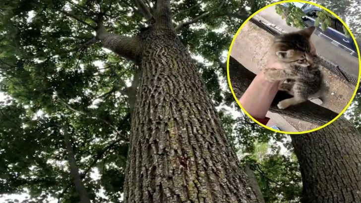 Kitten Stuck 40 Feet High Up In A Tree Makes A Leap Of Faith And A Miracle Happens