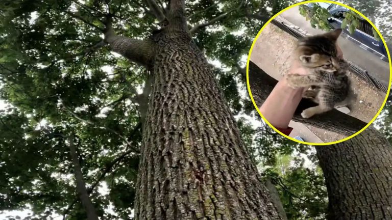 kitten stuck on a tree