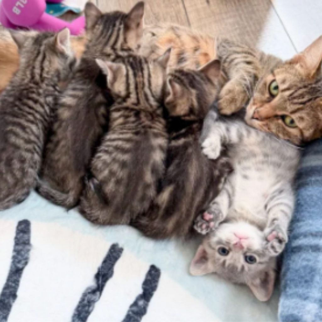 Kittens lie and nurse next to their mother cat