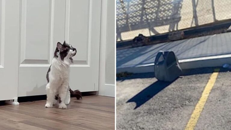 Las Vegas Man Notices A Strange Pet Carrier And Uncovers A Secret That Changes Everything