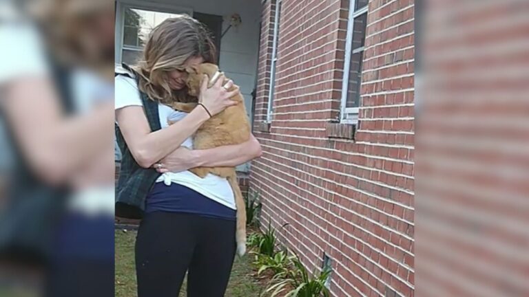 Lost For 536 Days, Michigan Cat Returns Home With Help Of A Single Message