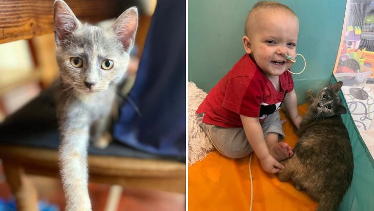 Loyal Rescue Kitten Refuses To Leave Toddler’s Side During His Battle With Cancer