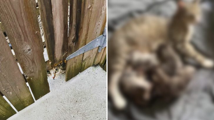 Man Lures Feral Cat Into His Home But What She Brings With Her Changes His Life Forever