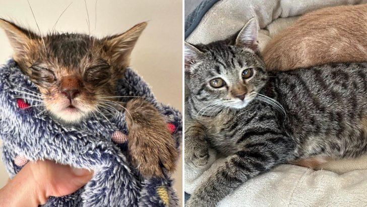 Maryland Kitten Found In Critical Condition And Damaged Sight Now Sees The World In Full Light