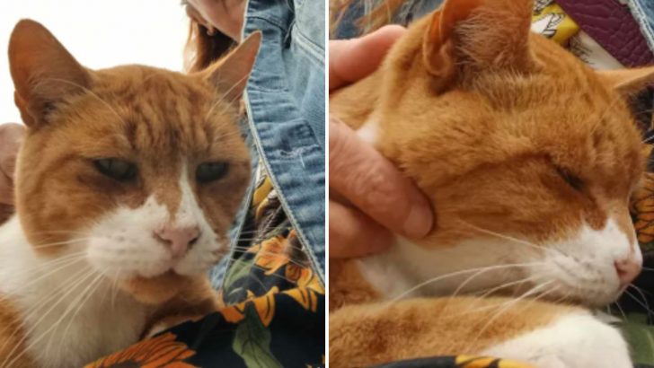 Meet The “Bus Stop Buddy,” A Feline Companion Who Brings Joy To All Bus Passengers 