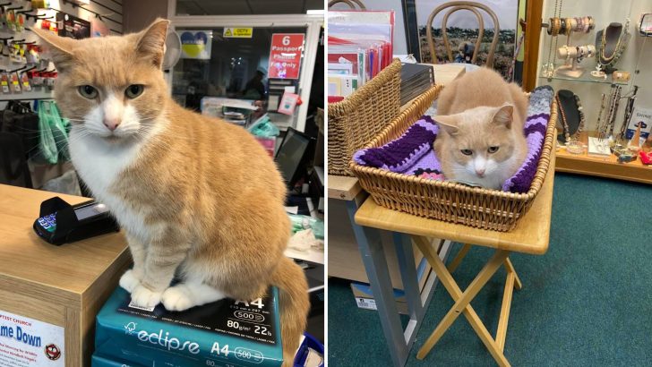 Meet Thomas, The Meow-yor Of The Town, Who Gets A Honorary Title For His Kindness