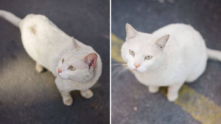 Missouri Woman Accidentally Hits A Tiny Cat With Her Car But The Aftermath Stuns Everyone