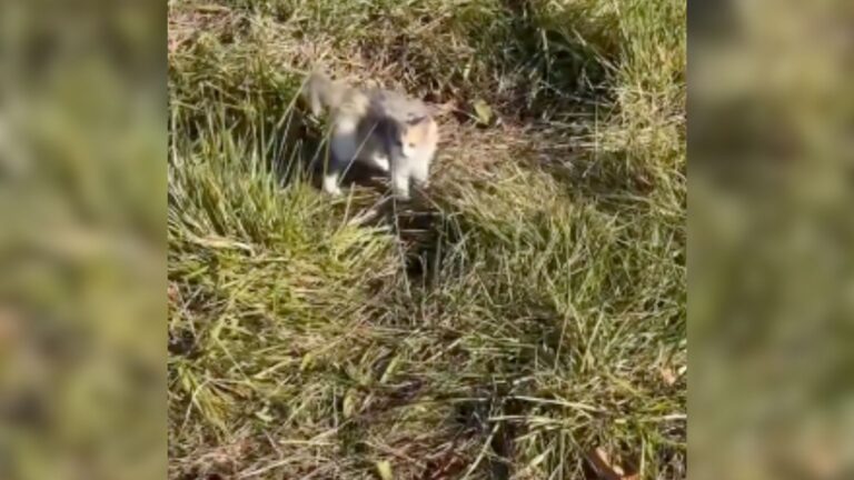 Missouri Woman Urges Uber Driver To Stop After Spotting Tiny Kitten In Distress