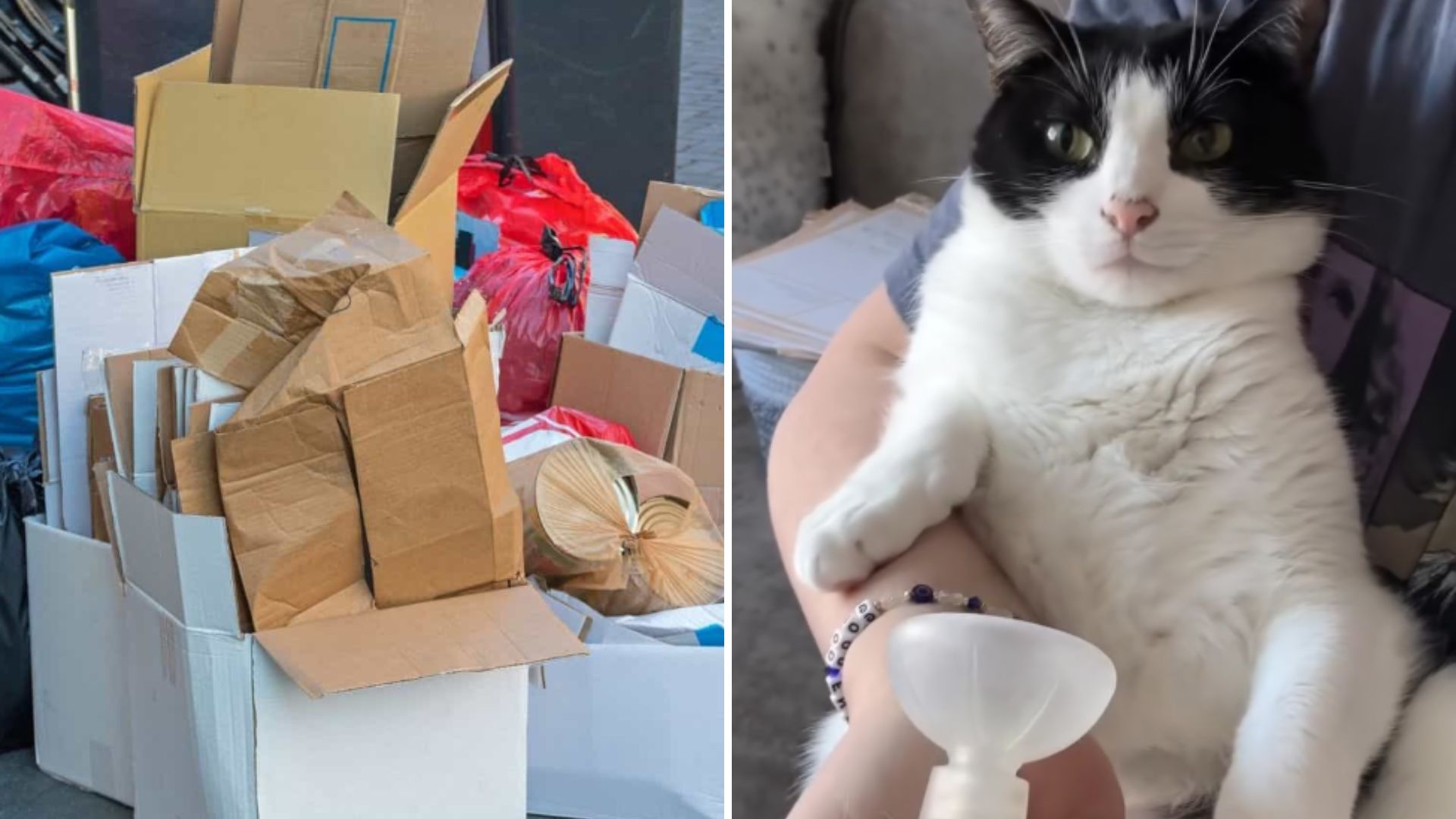 New Jersey Kitten Dumped In A Trash Gets A New Chance At Life