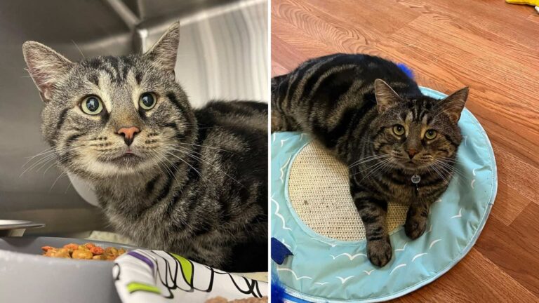 New Jersey Shelter’s Saddest Cat Finally Finds The Forever Love That Heals His Heart