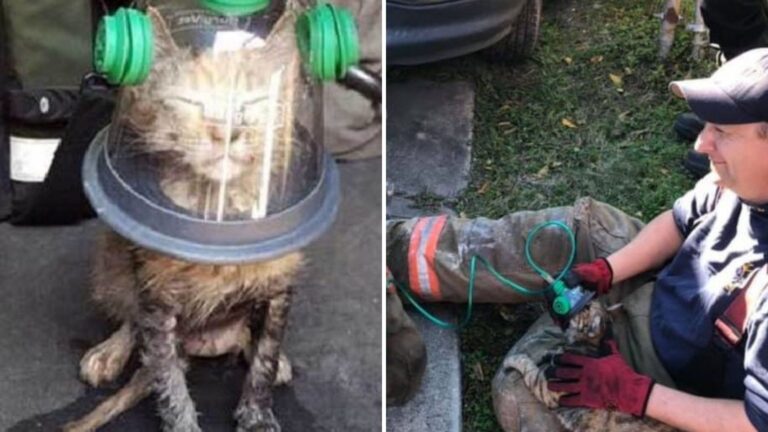 New Orleans Team Uses Life-Saving Gear To Pull Kitten Back From The Edge