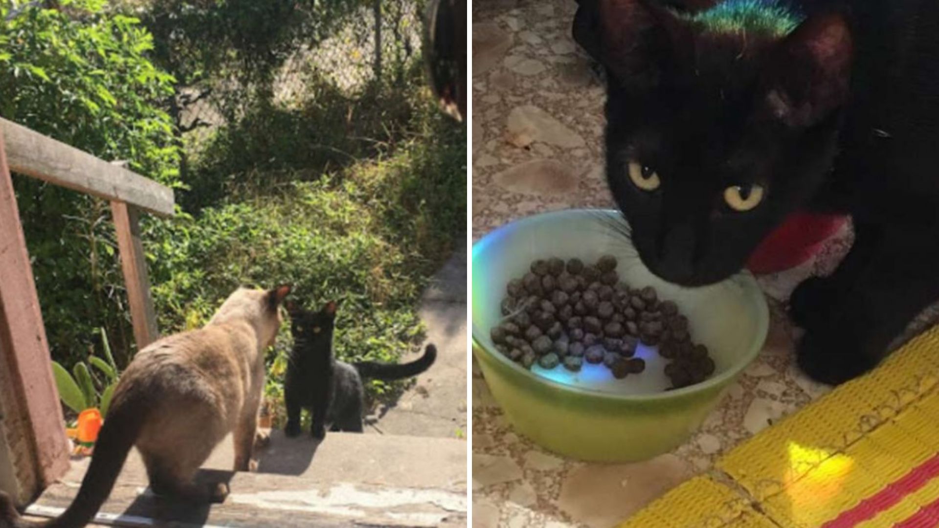 New Orleans Woman Offers Shelter To A Stray Cat And Receives A Touching Surprise