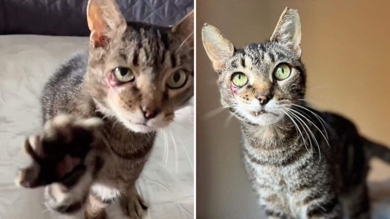 New York Cat Hit By Car Defies The Odds With A Remarkable Recovery