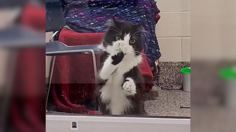 New York Shelter Cat Dances For Days Hoping To Catch Someone’s Attention