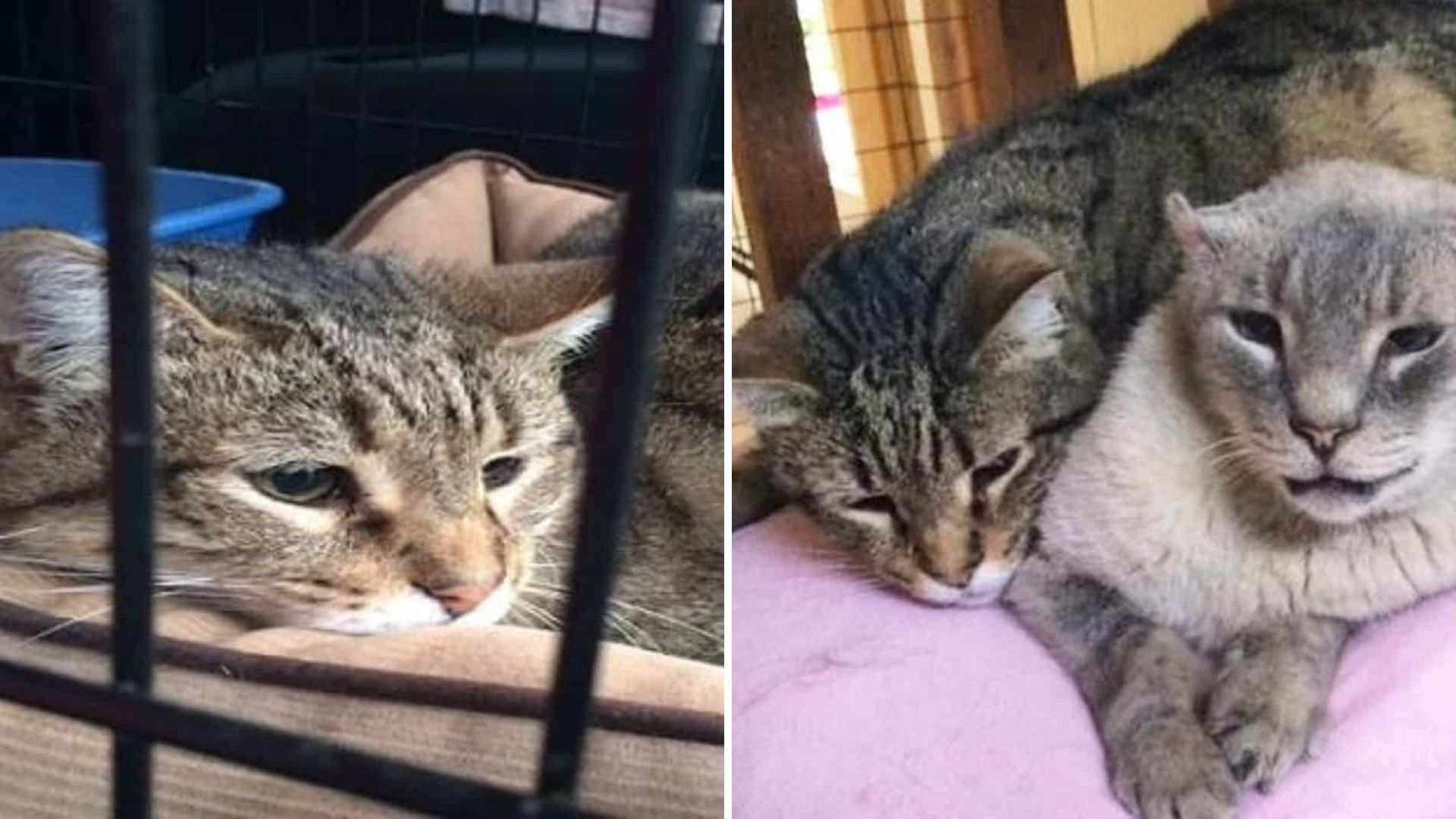 New York Shelter Cat Spent 13 Years Helping Others Before Finding His Own Home