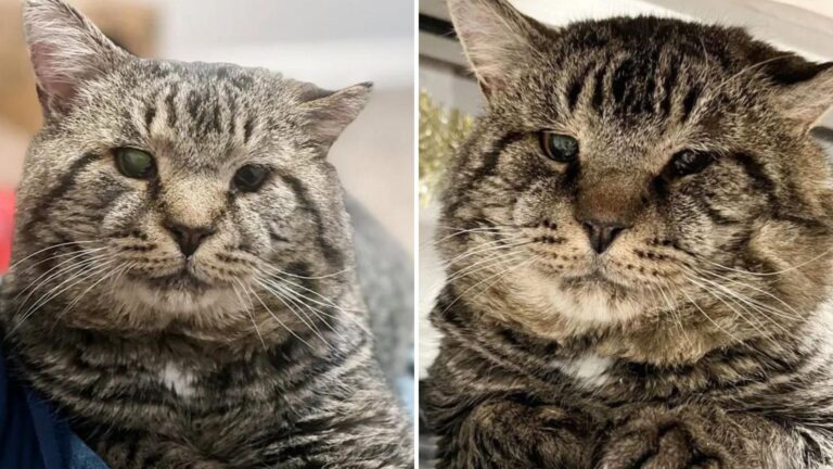 New York Shelter Cat With Big Cheeks Lost All Hope For A Home Until Someone Special Came By