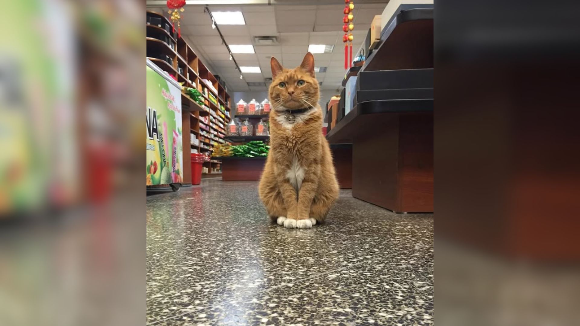 New York Store Says Goodbye To Bobo, The Feline Manager Who Won Hearts