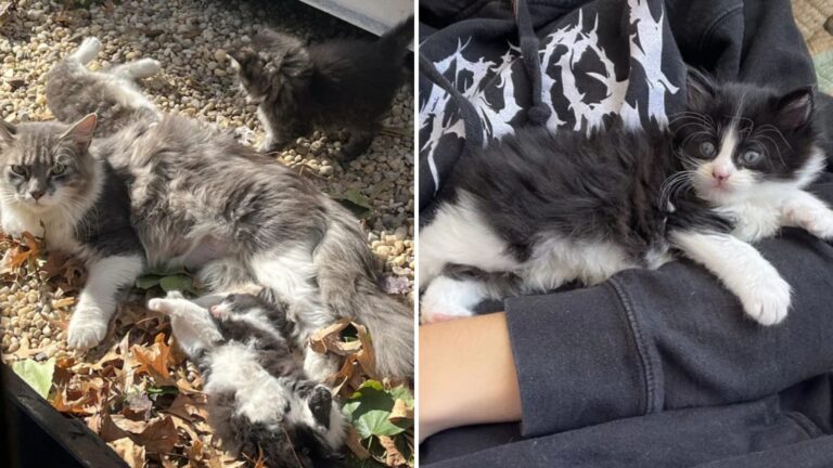 New York Woman Misses Bus To Save Feline Family Outside Bakery