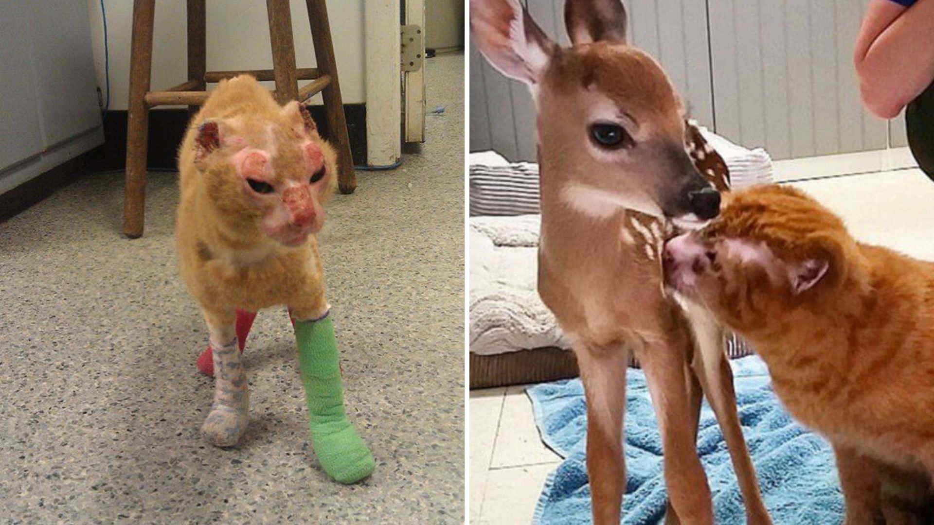 North Carolina Cat Survives Devastating Fire And Becomes A Caregiver At Local Pet Hospital