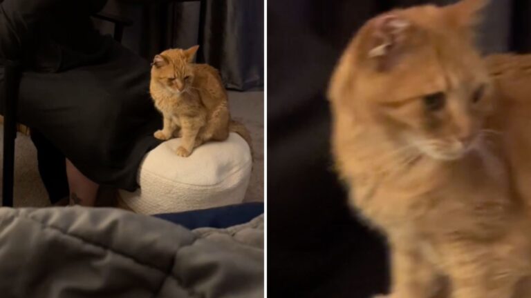 Oklahoma Cat Discovers He’s Not Cut Out For The Outdoors After Six-Week Adventure