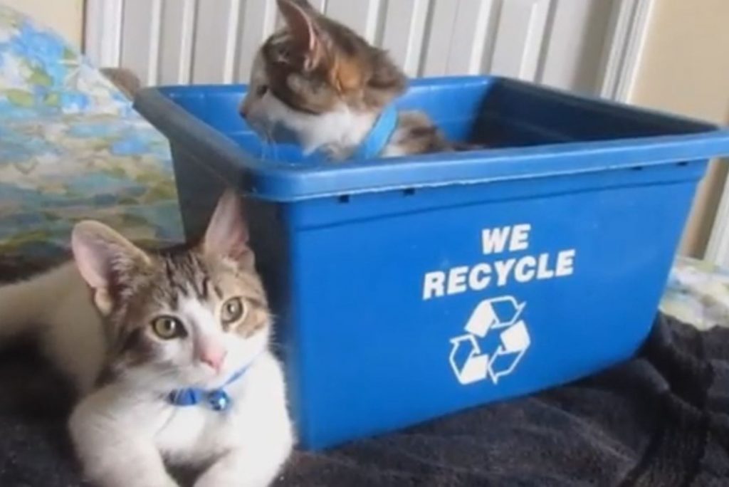 One kitten is lying down, the other is in a blue basin