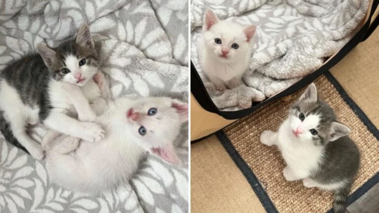 Orphaned California Kitten Finds Second Chance With Loving Adoptive Family