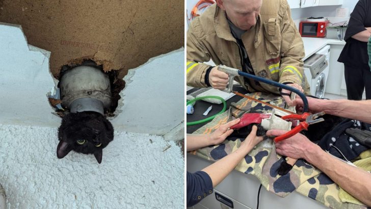 Owner Discovers Her Missing Cat Wedged In A Drainpipe With Just Her Head Poking Out