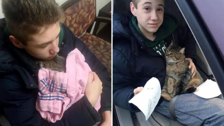 Pennsylvania Boy Becomes A Local Hero After Saving A Cat Thrown Out Of A Moving Car