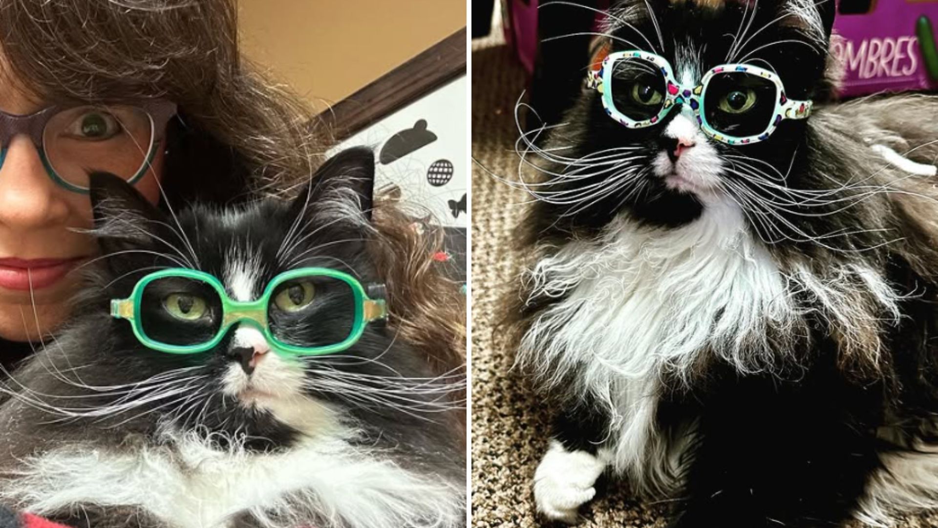 Pennsylvania Cat Wearing Glasses Inspires And Uplifts Children Across The State