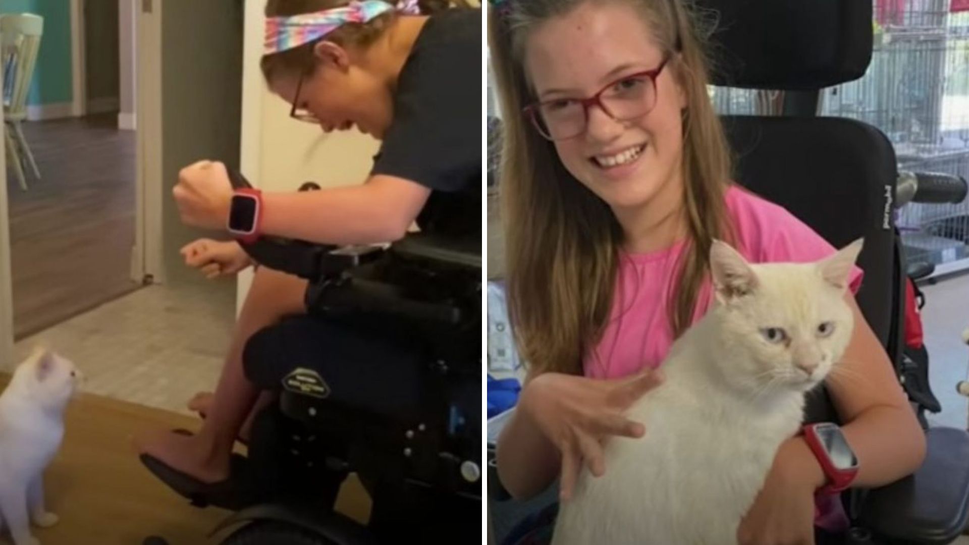 Pennsylvania Rescue Cat Becomes Beloved Therapy Cat For Special Needs Child