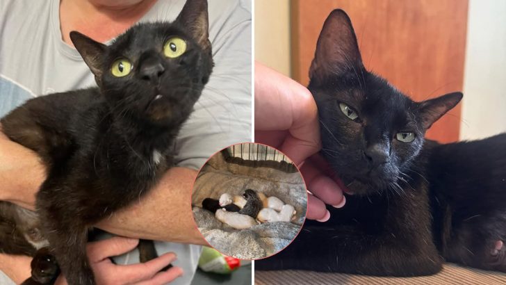 Pregnant Cat Found Wandering By The Roadside Learns What Happens When People Are Kind